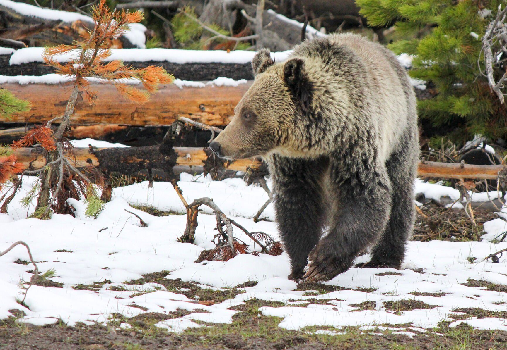 grizzly
